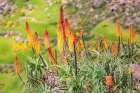 Ethiopia. Amhara. North Gondar. Red hot poker flowers in the Ethiopian highlands. Art Print